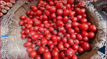 50 جنيهًا.. تساؤلات حول بلوغ أسعار الطماطم مستويات قياسية في الأسواق